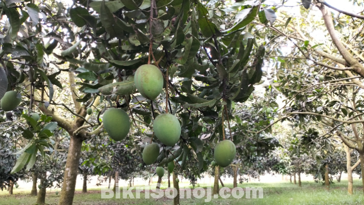 রংপুর জেলার পদাগঞ্জ বাজারের লাল মাটির হাঁড়িভাঙ্গা আম।